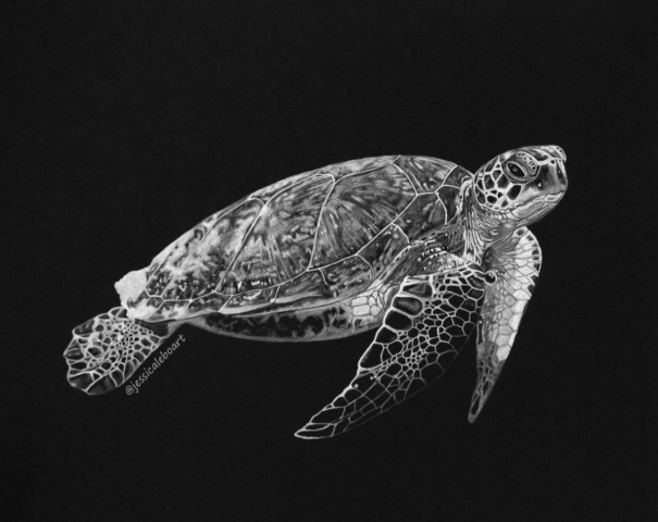 fine art white charcoal pencil drawing animal sea turtle on black paper