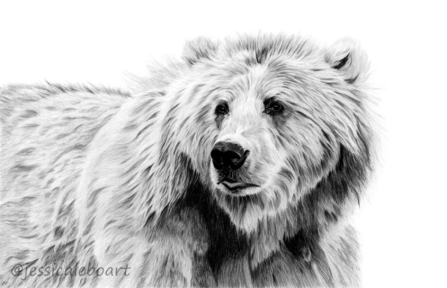 graphite pencil animal realistic art drawing fine art