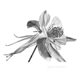 https://www.jessicaleboart.com/wp-content/uploads/2017/06/columbine-1-690x572-320x240.jpg