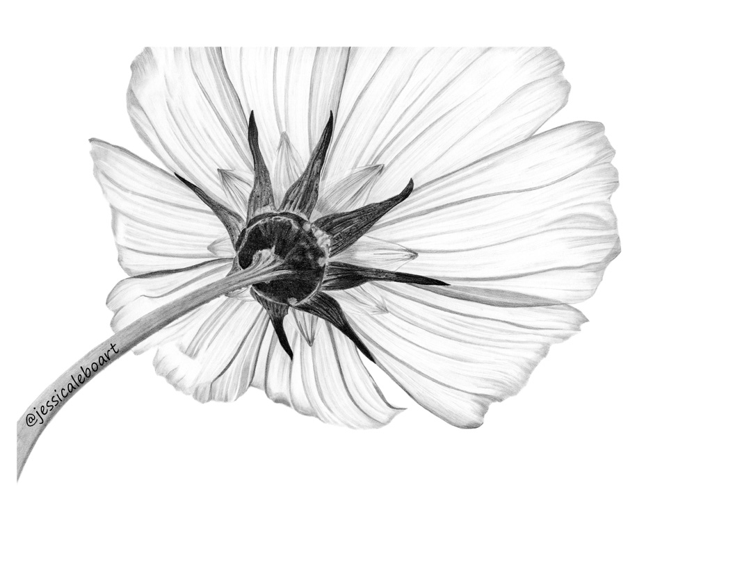 graphite pencil flower drawing cosmo fine art