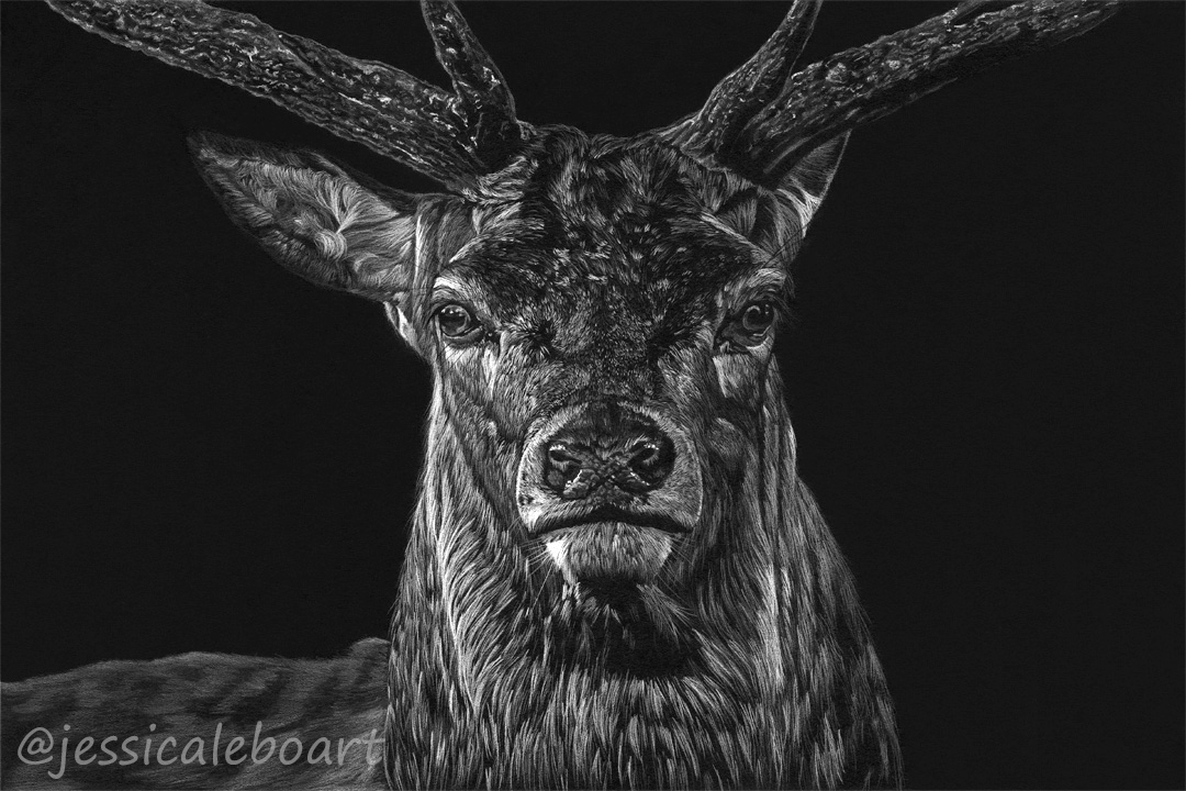 white pencil on black paper deer drawing