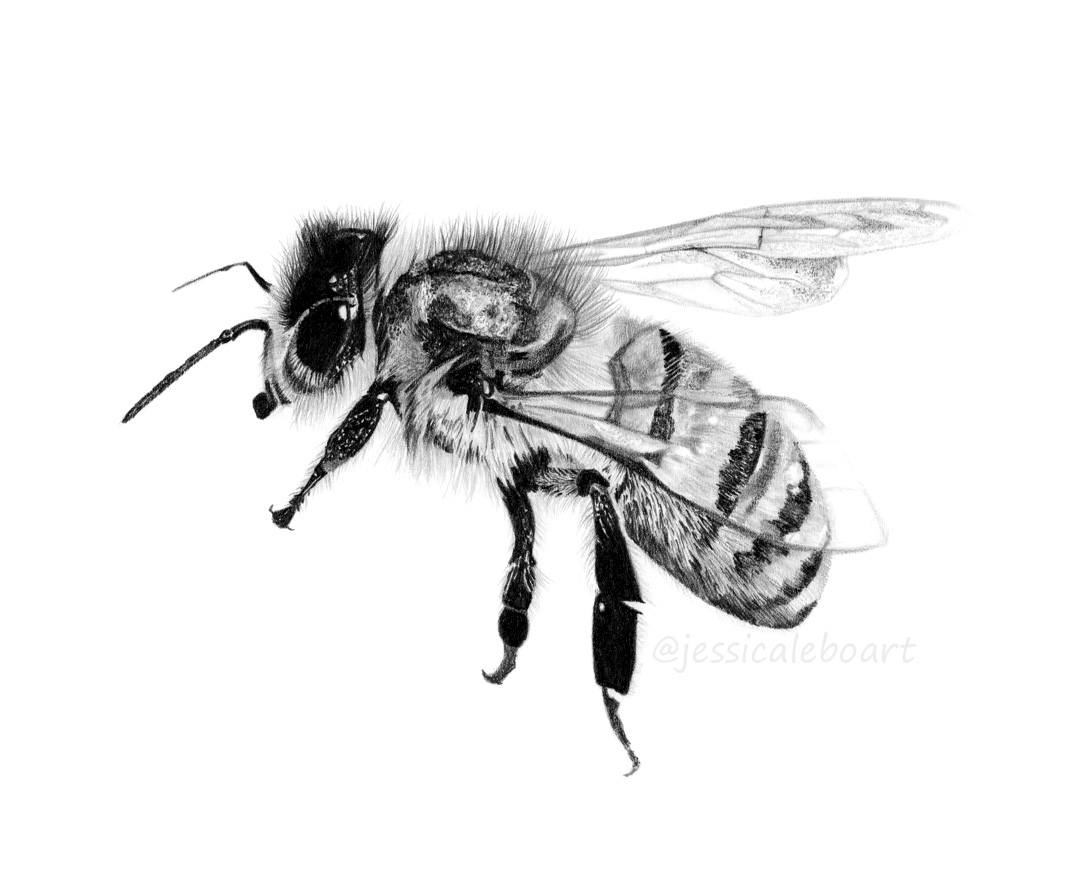 animal art insect drawing bee graphite pencil fine artwork