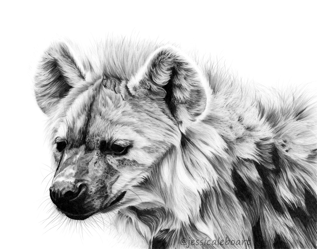 graphite pencil hyena drawing african animals art