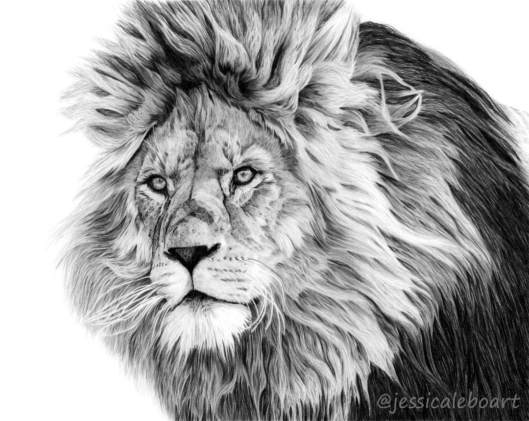 animal art lion big cat graphite pencil drawing