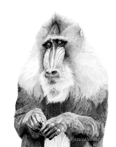 graphite pencil wildlife drawing monkey artwork