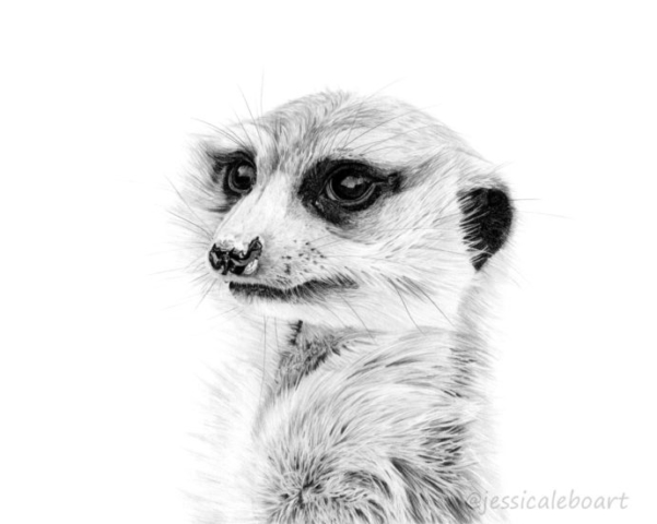 graphite pencil wildlife realism drawing painting animal art