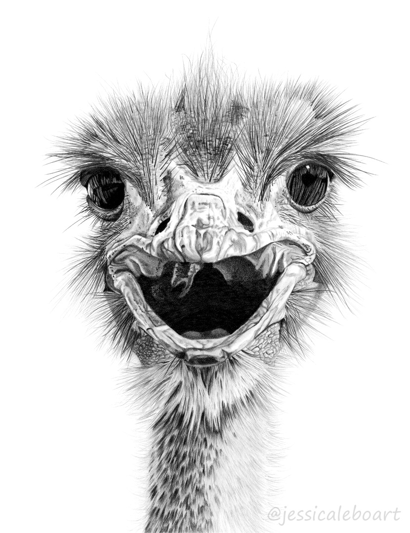 graphite pencil realism drawing bird ostrich emu