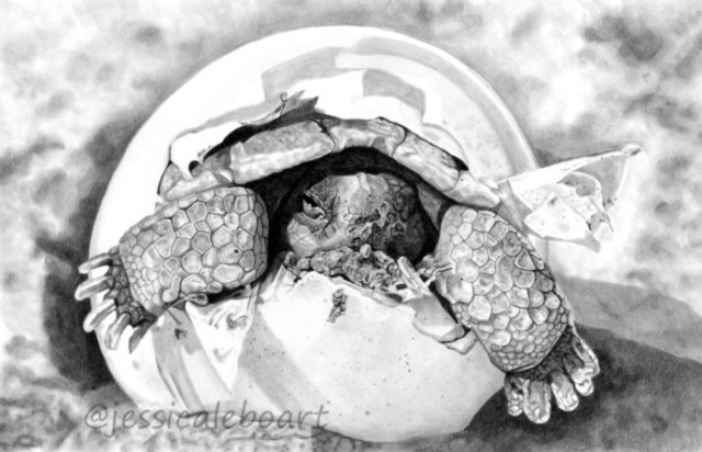 baby sea turtle tortoise in shell graphite pencil animal drawing