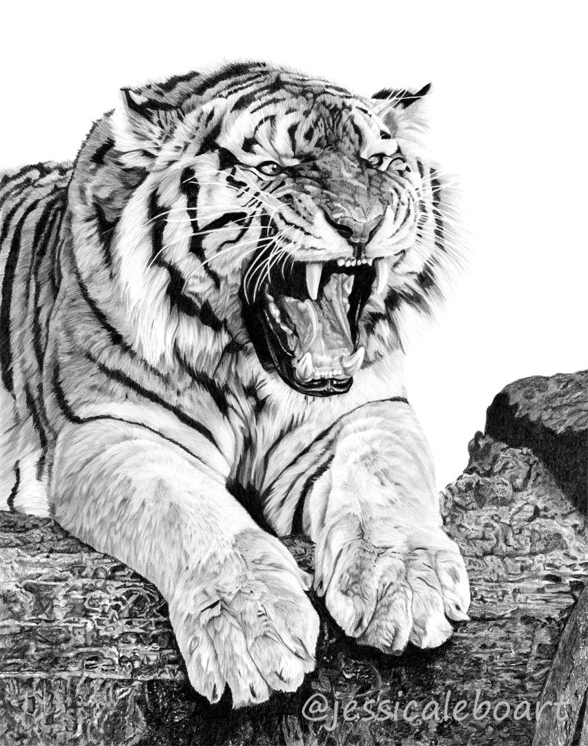 tiger growling graphite pencil fine artwork drawing wildife