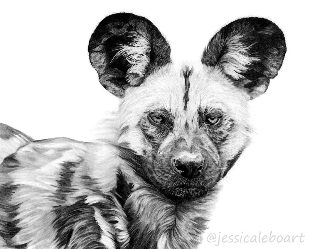 animal art african wild dog graphite pencil drawing