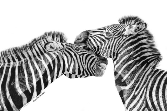 fine art graphite pencil drawing animals zebras